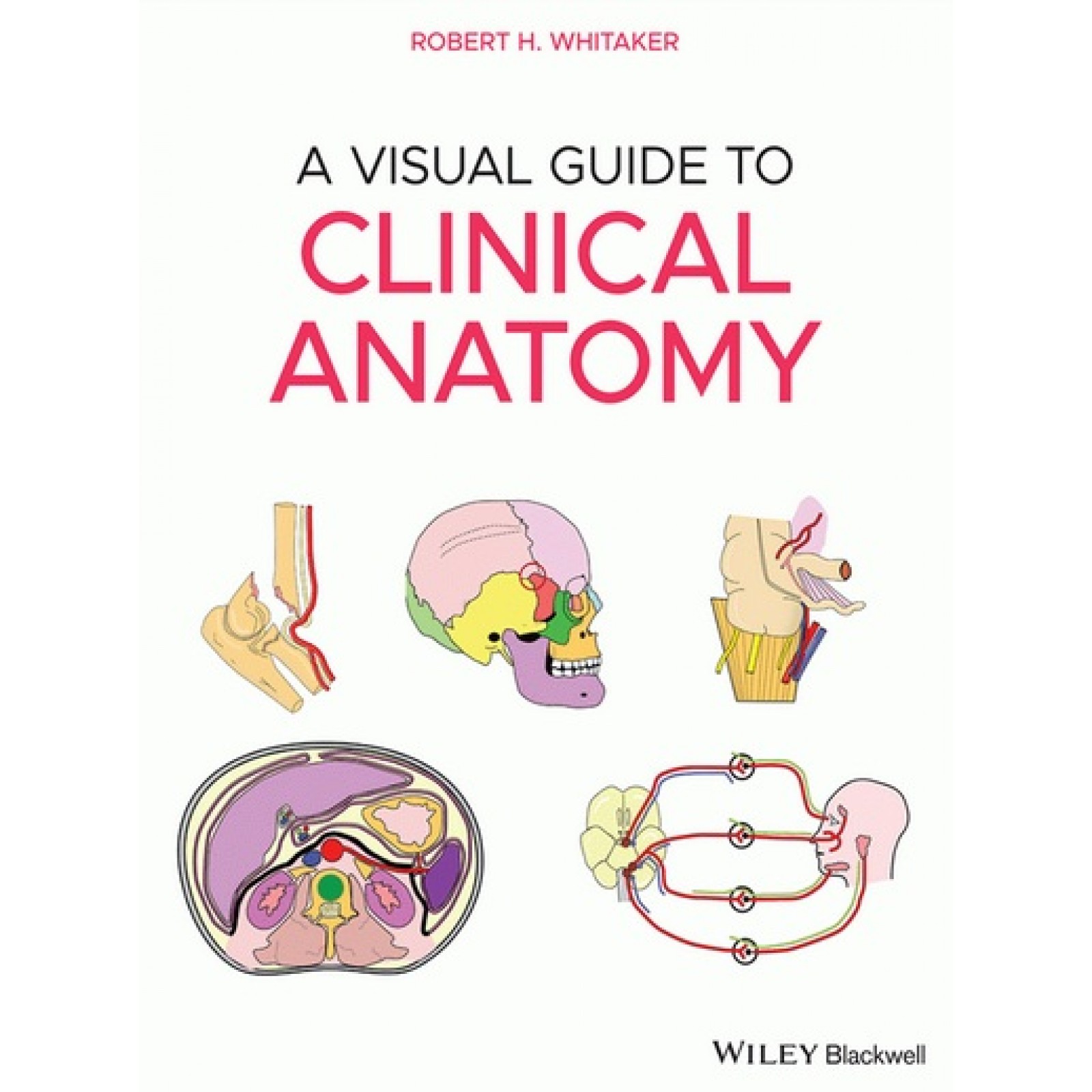 A Visual Guide to Clinical Anatomy Biology Diagrams
