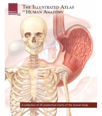 Illustrated Atlas of Human Anatomy / A Collection of 25 Anatomical Charts of the Human Body
