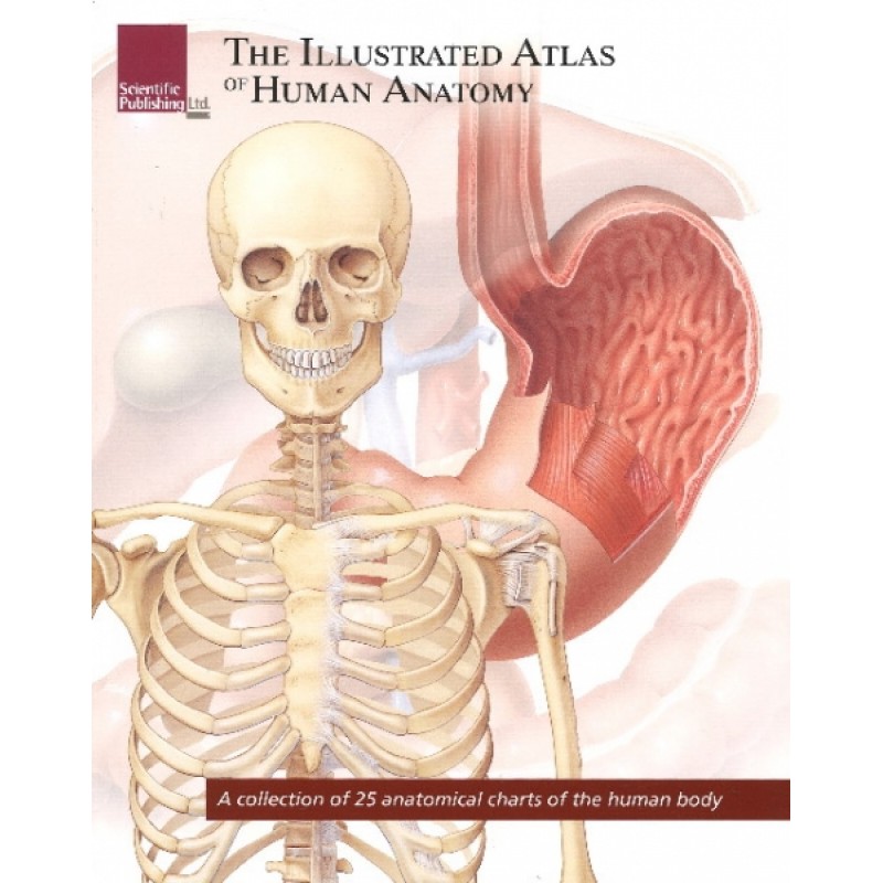 Illustrated Atlas of Human Anatomy / A Collection of 25 Anatomical Charts of the Human Body