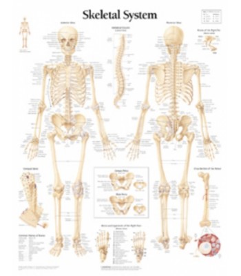 Skeletal System Paper Poster